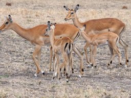 Bologonja_Seronera2009-26